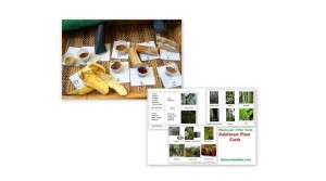 Rainforest-Plant-Activity-Cards