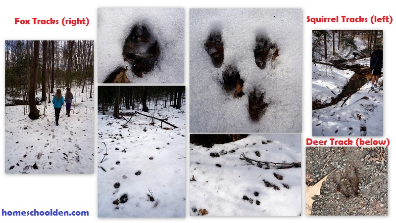 Animal-Tracks-fox-squirrel-deer
