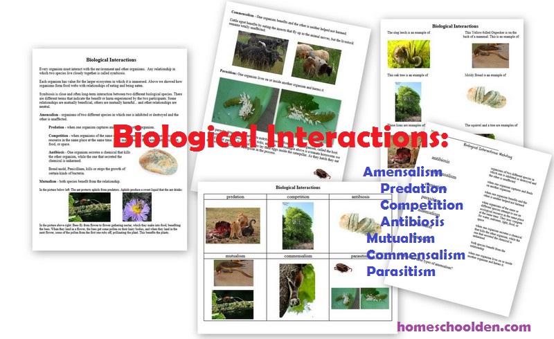 Biological-Interactions-Worksheets