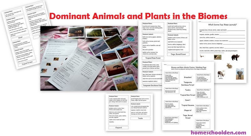 Biomes Worksheets