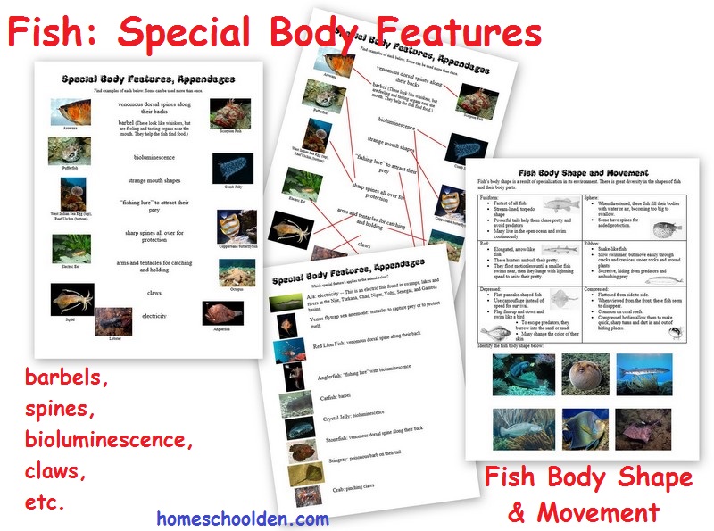 Fish-Body-Shape-Features-Worksheets