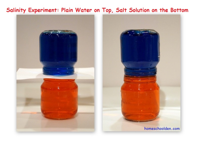 Salinitey-Experiment-Plain-Water-Salt-Water