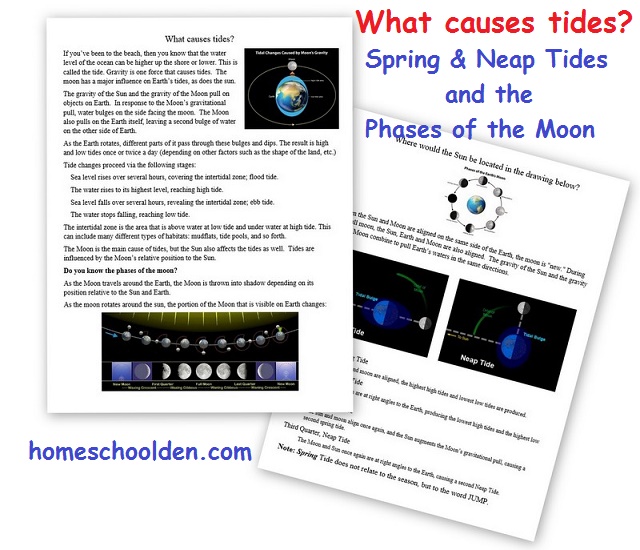 What-causes-tides-spring-neap-tides-and-phases-of-the-moon-worksheets
