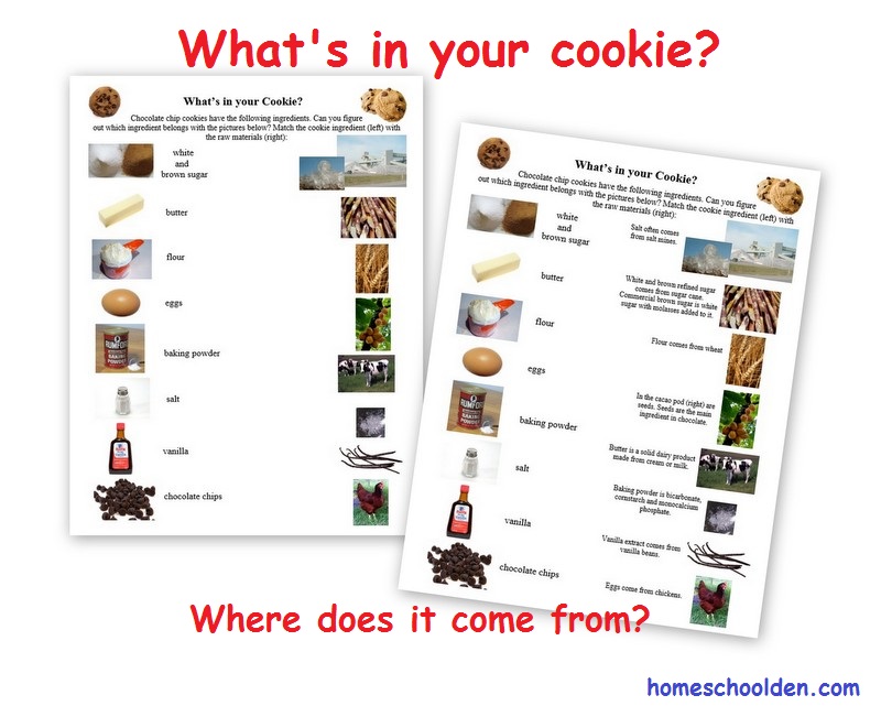 What-is-in-your-cookie-Where-does-it-come-from