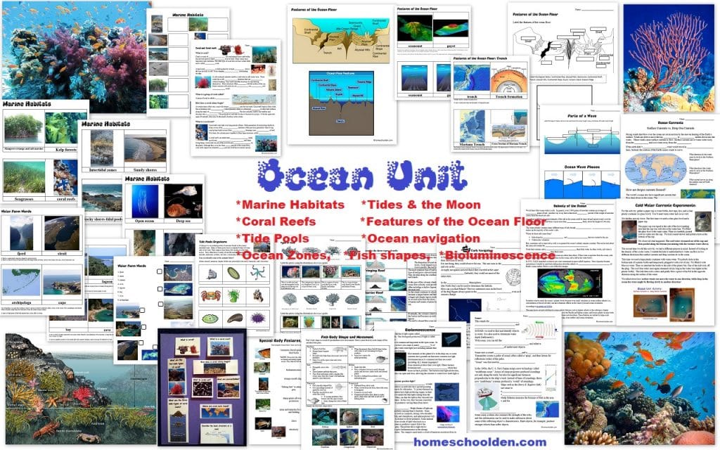 Ocean Unit - Marine Habitats Coral Reefs Tide Pools Tides Currents Ocean Zones Bioluminescence Worksheets and more