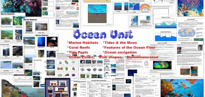 Ocean Unit - Marine Habitats Coral Reefs Tide Pools Tides Currents Ocean Zones Bioluminescence Worksheets and more