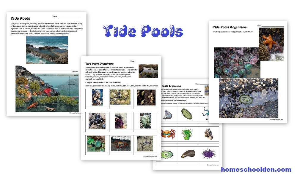 Tide Pools Worksheets