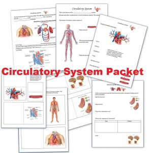Circulatory System Packet