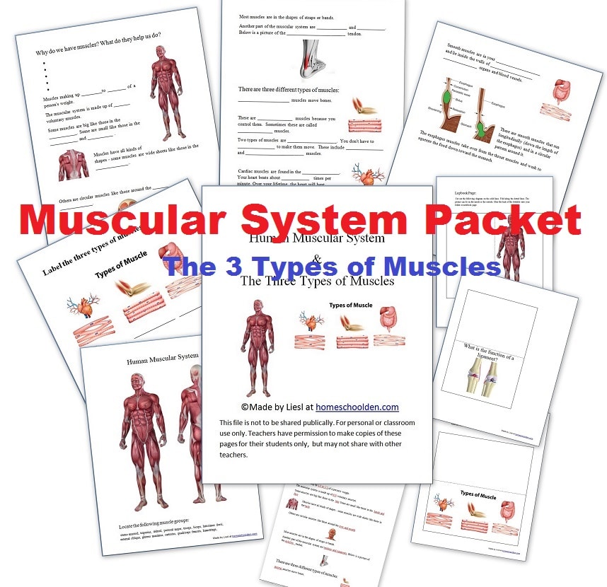 Muscular System Worksheets