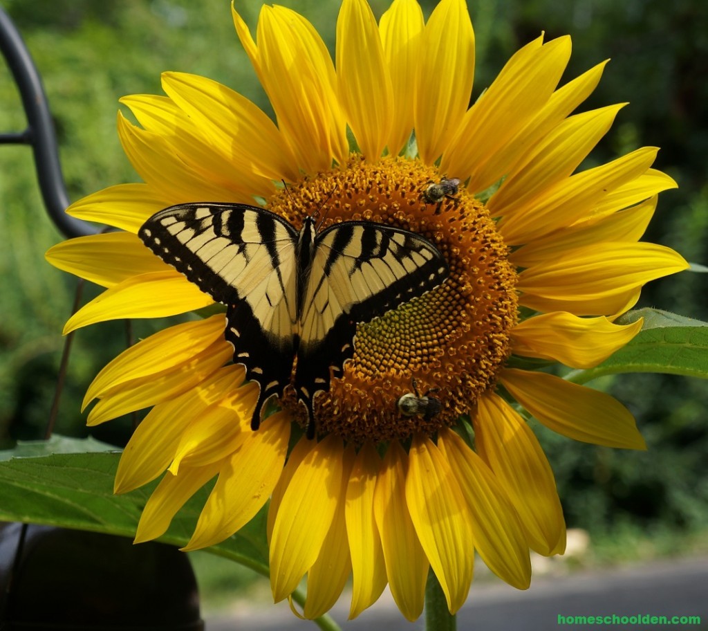 Sunflower-Butterfly
