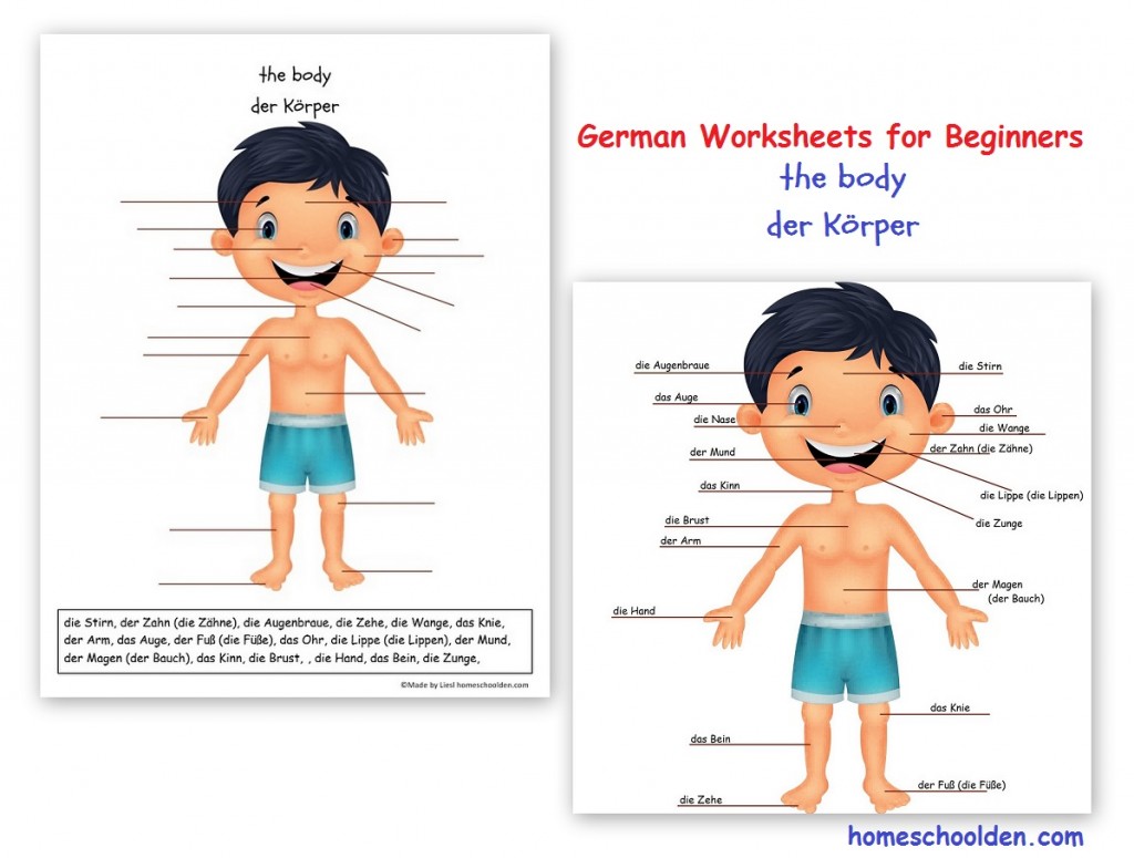 german-worksheets-for-beginners-the-body-der-korper