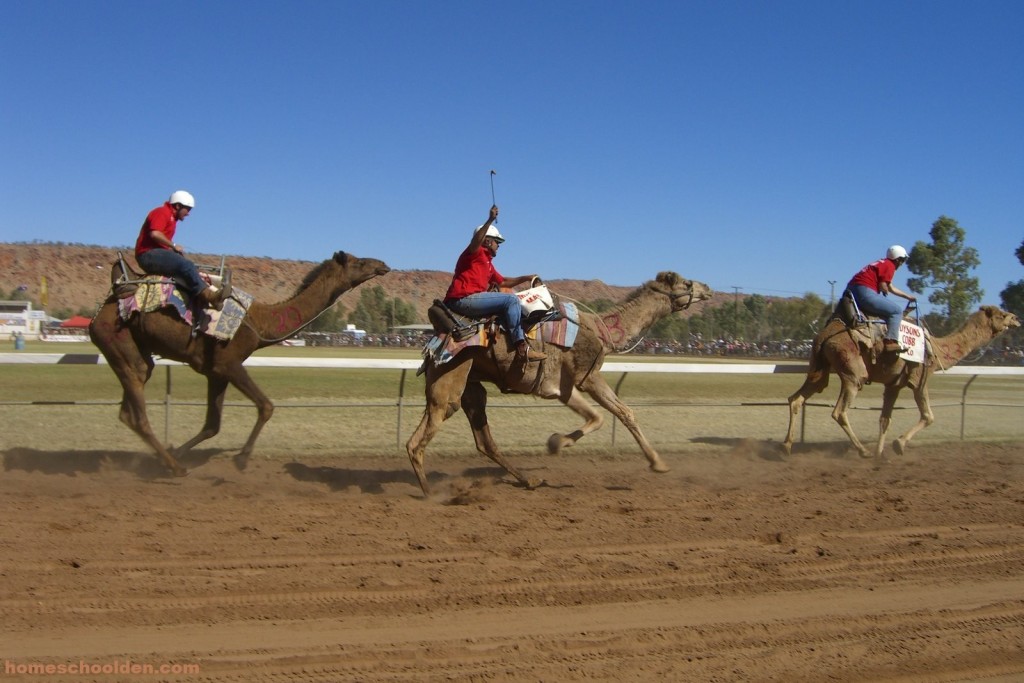 Camel Races Alice Springs Australia