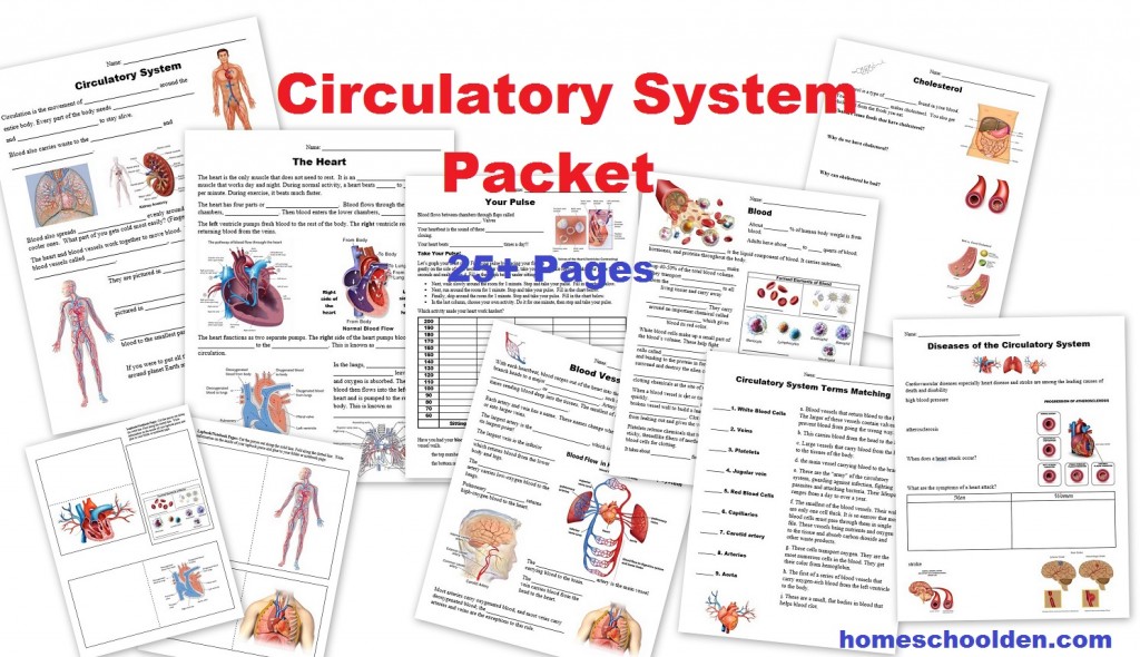 circulatory-system-packet
