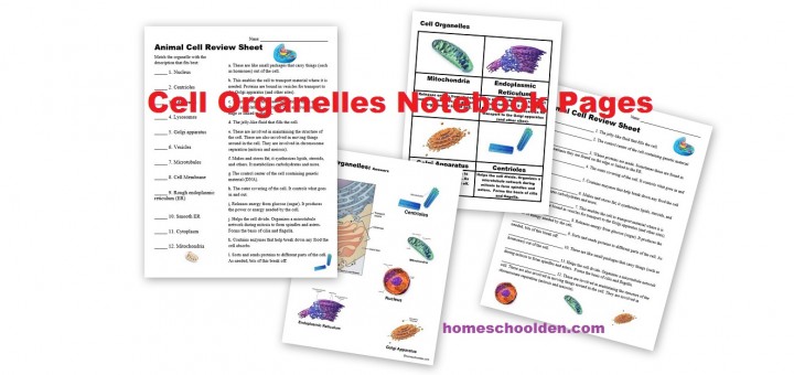 Cell Organelles Worksheets