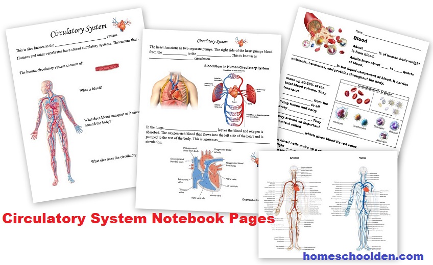 Circulatory System Worksheets