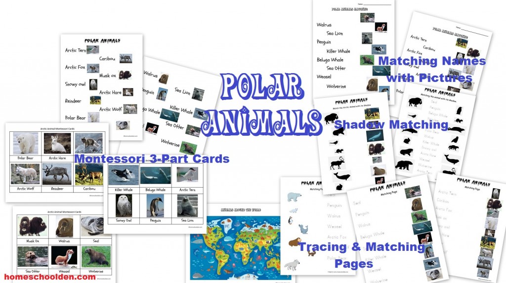 Polar Animals Worksheets