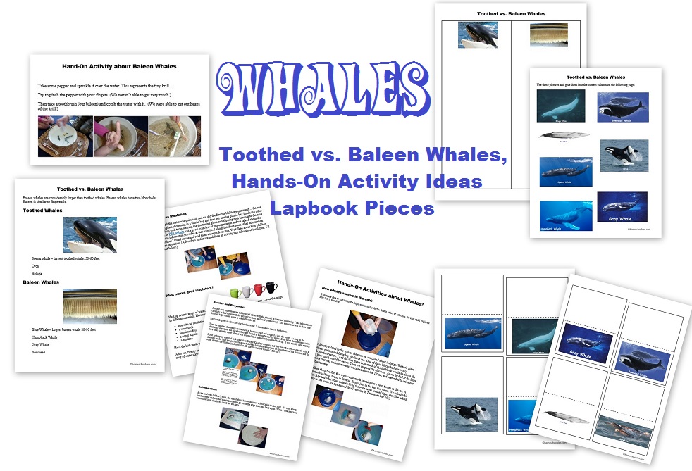 Whale worksheets and activities