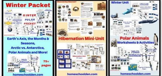 Winter Packet - Hibernation Seasons Polar Animals