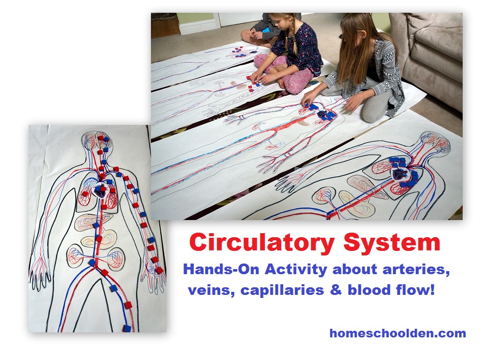 Circulatory-System-Hands-on-Activity
