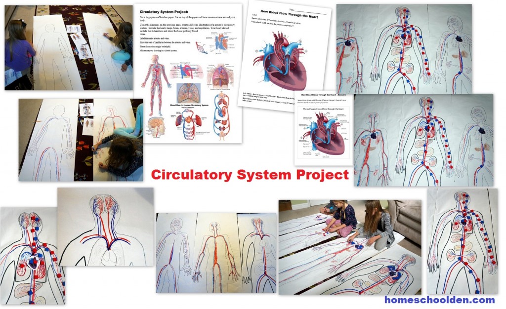 Circulatory-System-Project