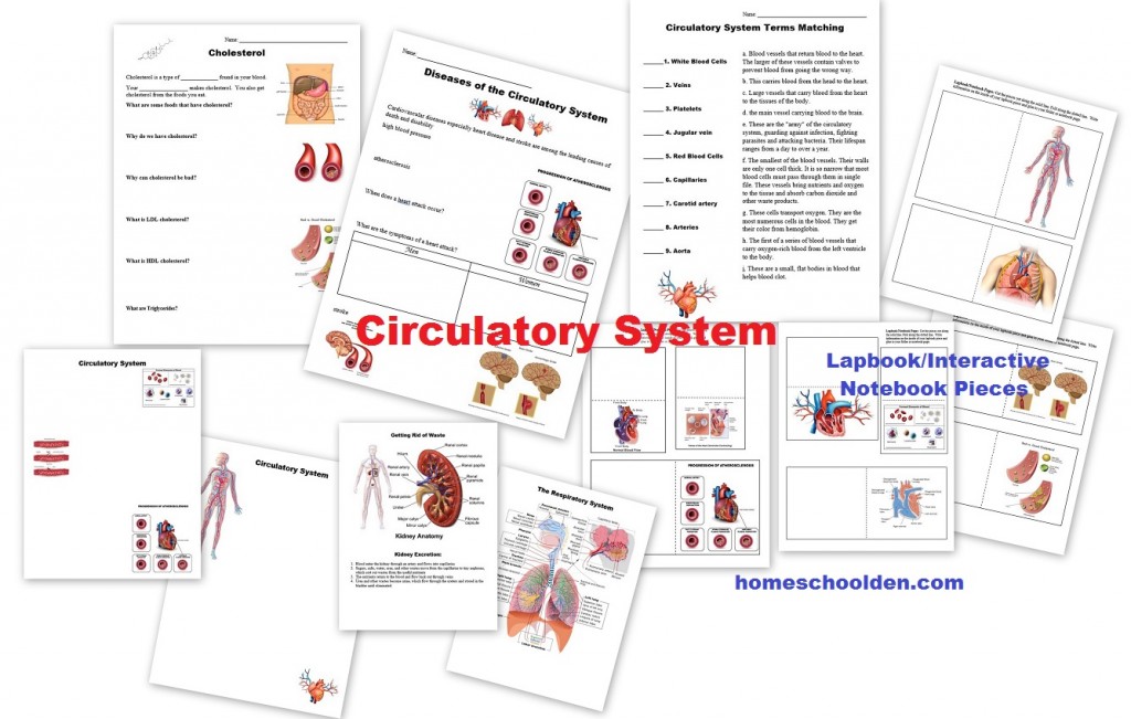 Circulatory System Unit Lapbook