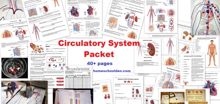Circulatory System Worksheets and Activities
