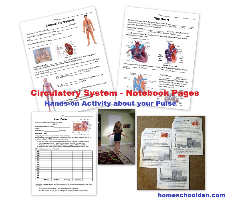 Circulatory System Worksheets