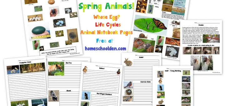 Spring Animals - Whose Egg? - Life Cycles