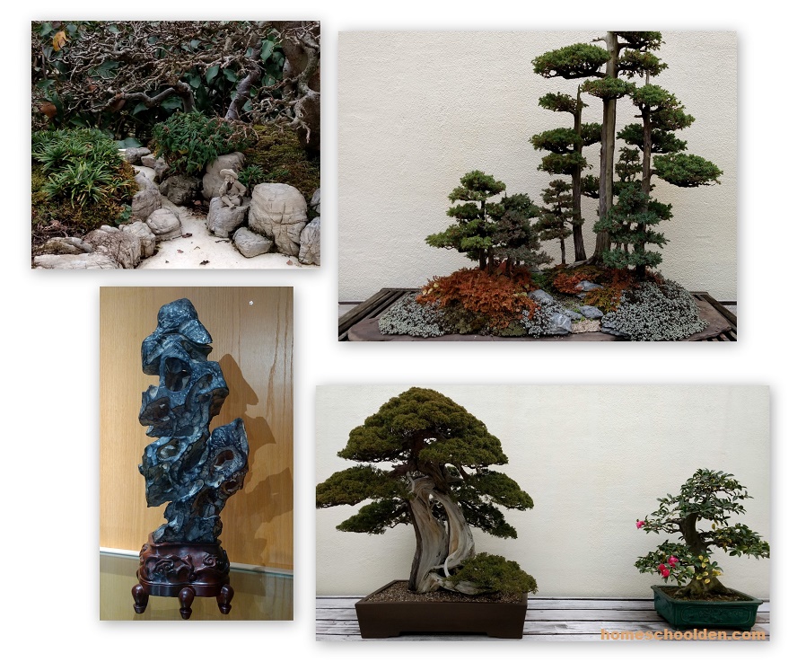 bonsai-trees