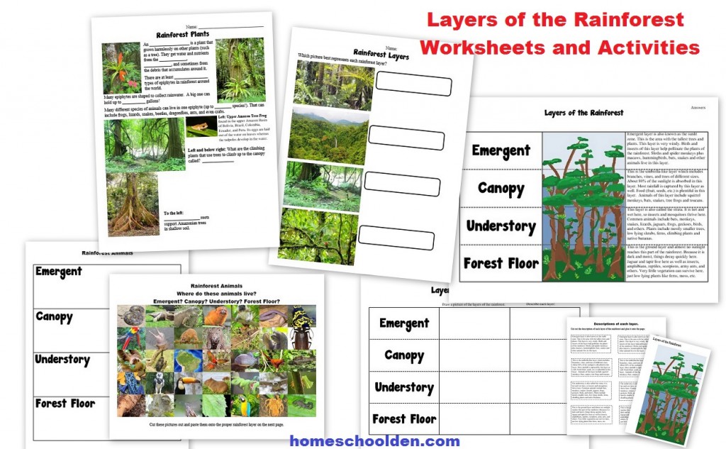 layers of the rainforest worksheets and activities