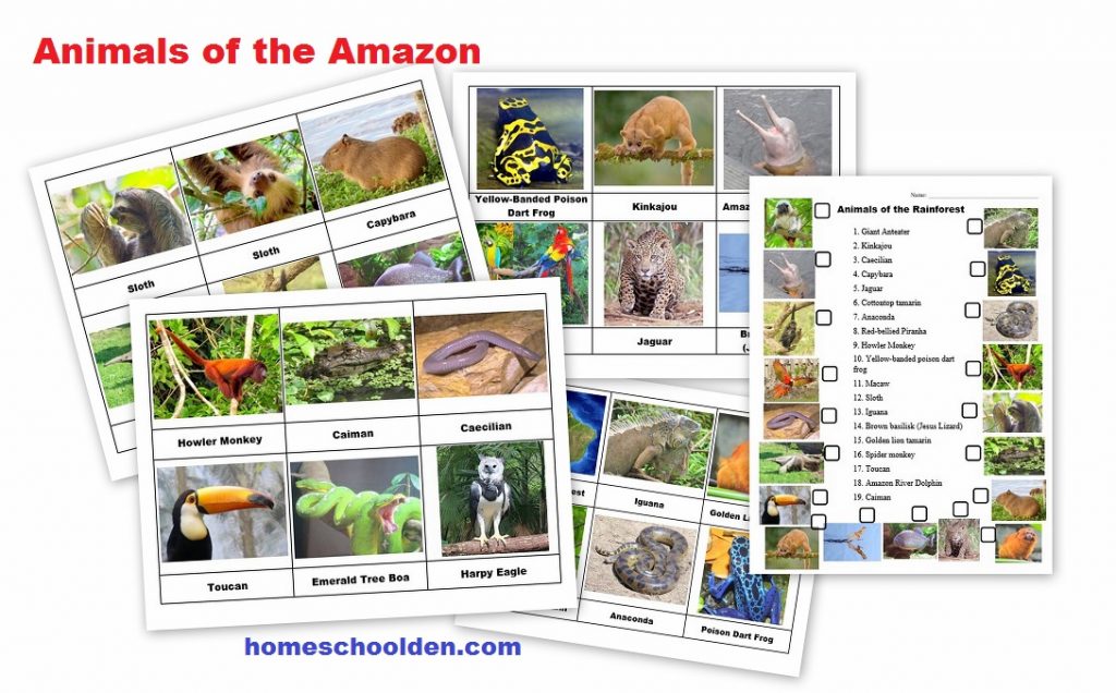 Rainforest Animals Montessori 3-Part Cards