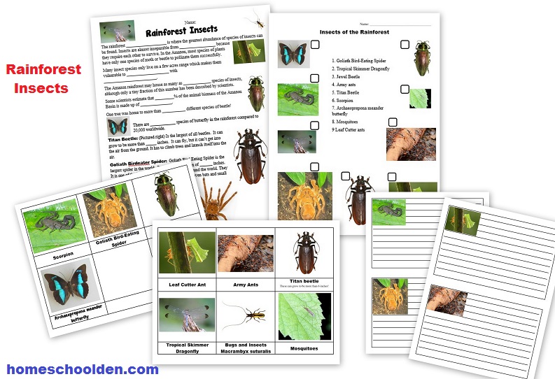 Rainforest Insect Worksheets