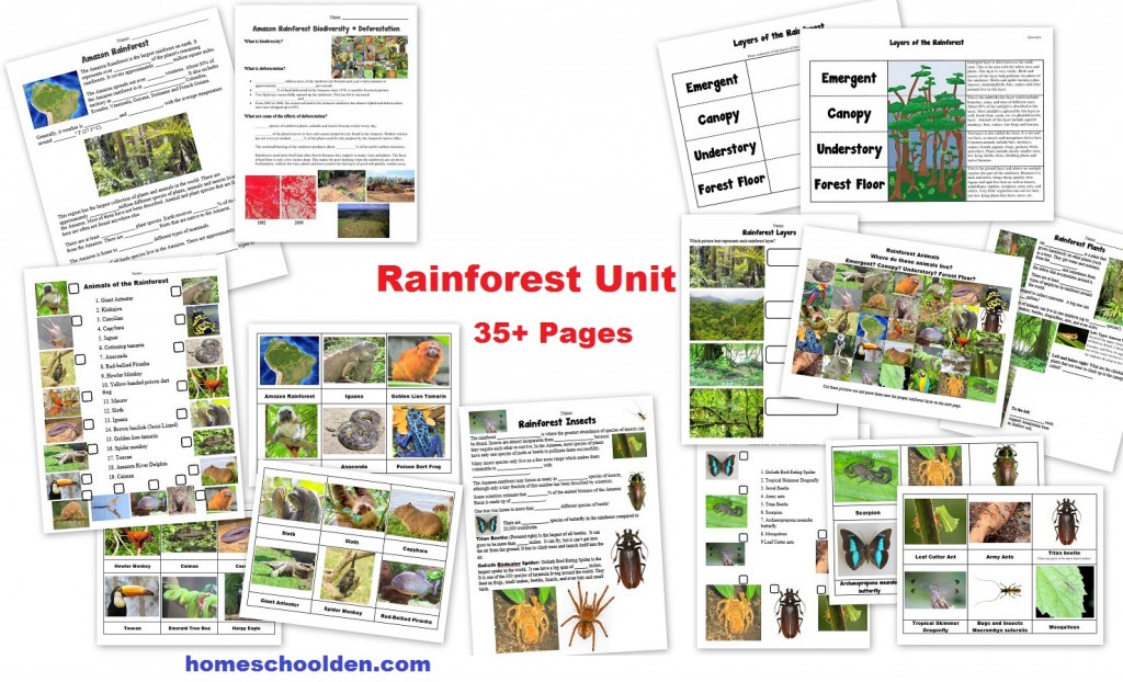Rainforest Unit - worksheets activities and more