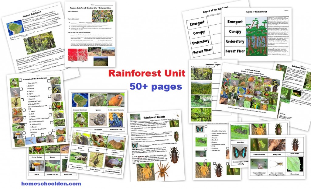 Rainforest Unit Worksheets and Activities