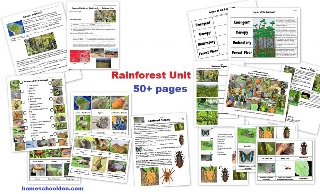 Rainforest Unit Worksheets and Activities