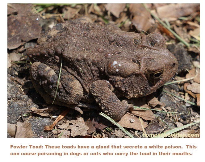 Fowler Toad