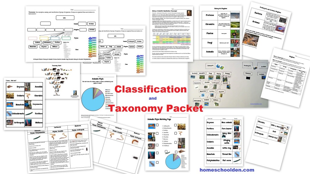 Classification and Taxonomy Worksheet Packet