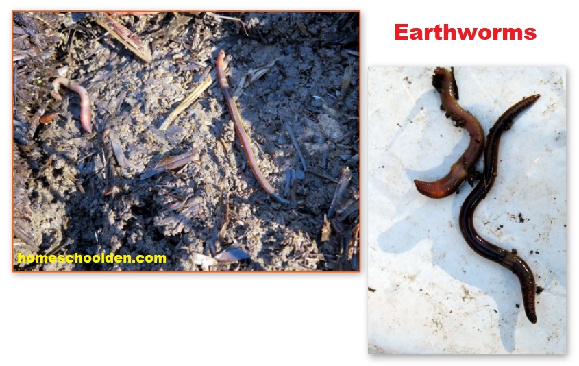 Earthworms-annelids