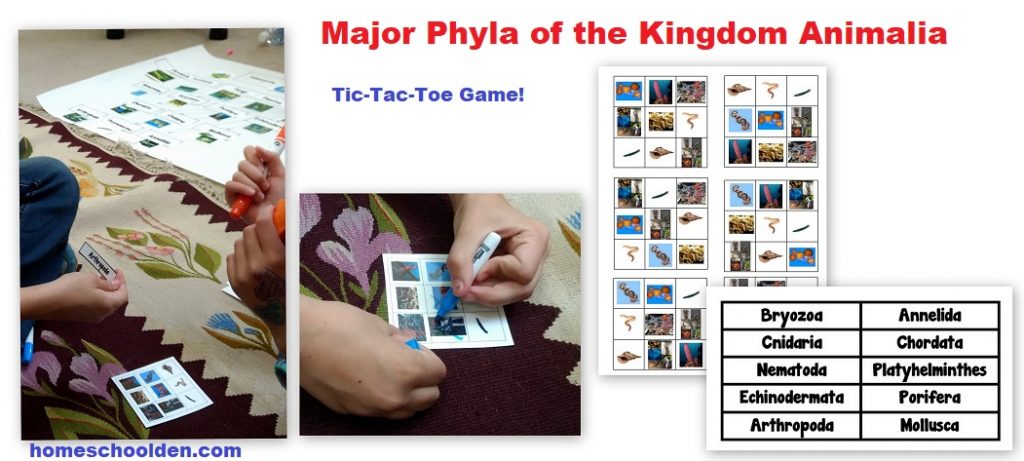 Major Phyla of the Kindom Animalia - Tic Tac Toe Game