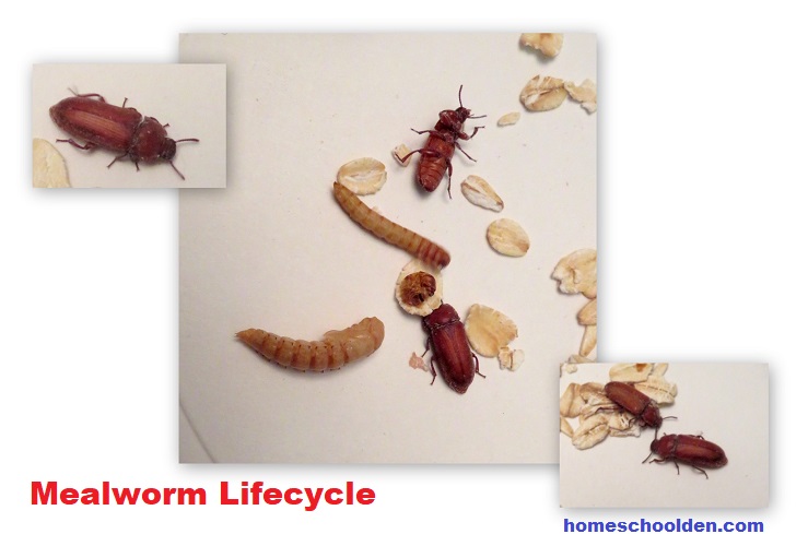 Mealworm Lifecycle