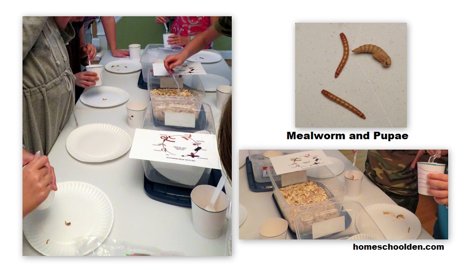 Mealworm and Pupae