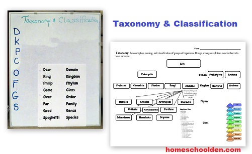 Taxonomy-Classificaiton-Mnemonic
