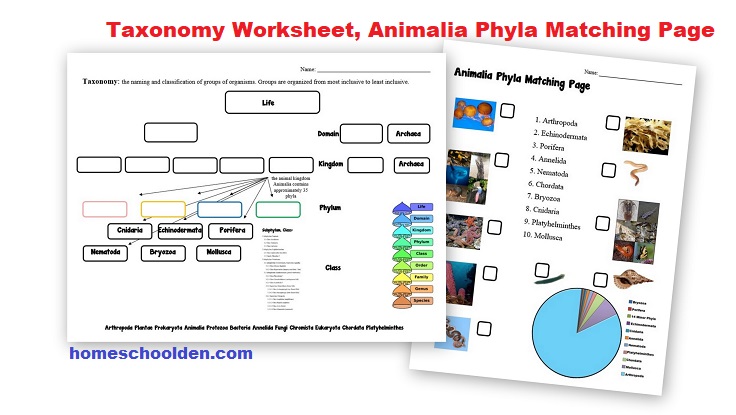 Taxonomy-Worksheet-Phylum Matching Page