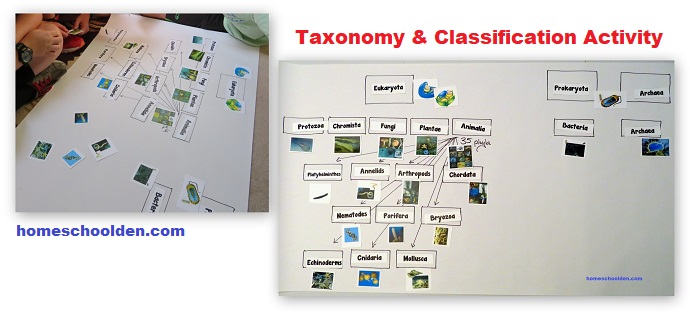 Taxonomy-and-Classification-Activity