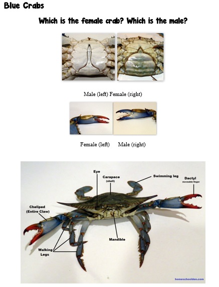 Blue-Crabs-male-female