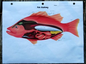 Fish-Anatomy-Worksheet