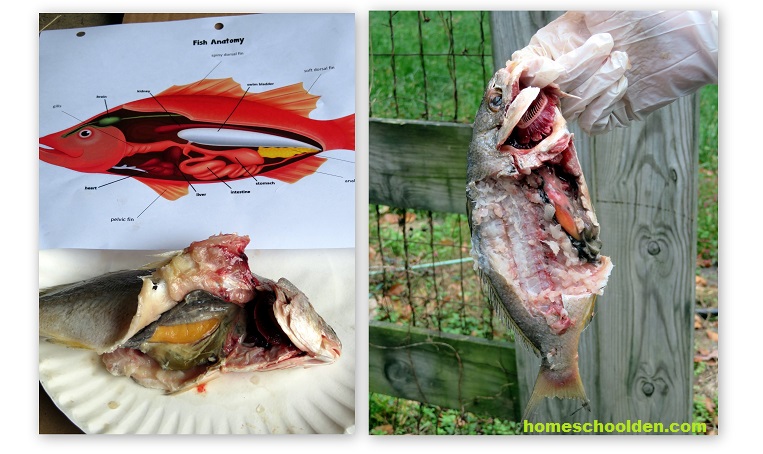 Fish-Dissection-Activity