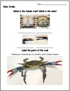 Taxonomy-Blue-Crab-Worksheet-bd