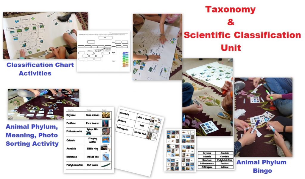 Taxonomy-Scientific Classification-Activities