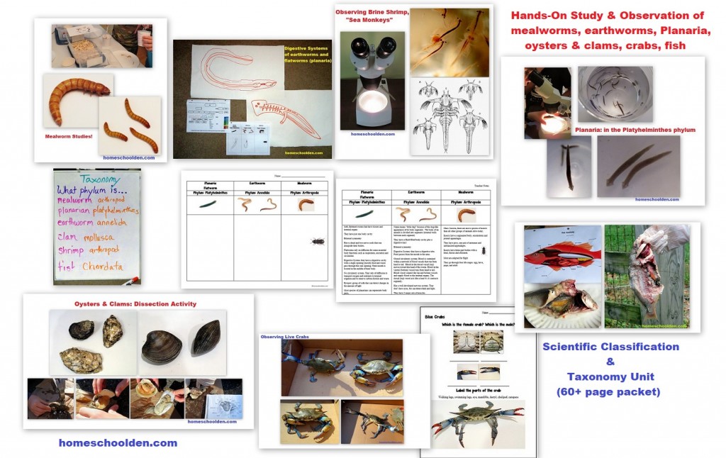 Hands-On-Activities Scientific Classification and Taxonomy Unit